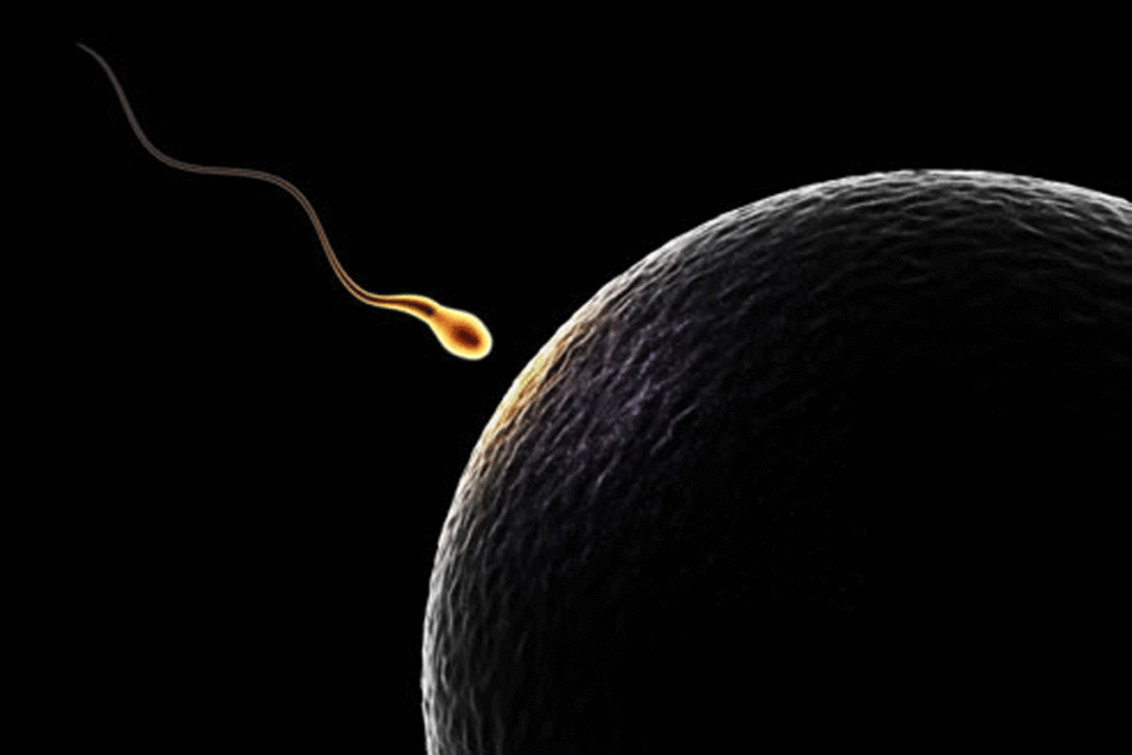 Erkekler İçin Sperm Analizi